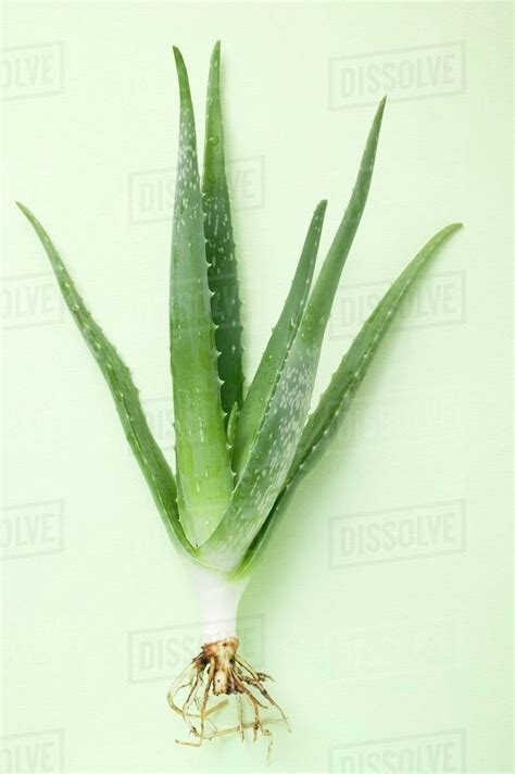 Aloe Vera With Roots Stock Photo Dissolve