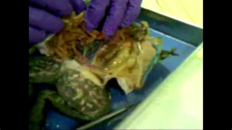 High School Frog Dissection Youtube