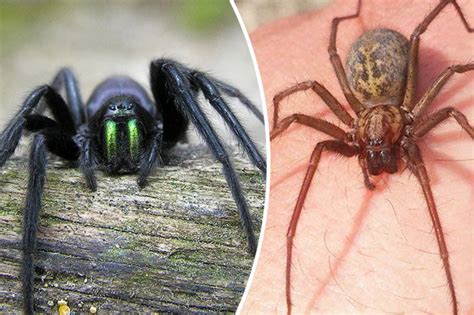 spiders invade britain horny arachnids big as mice storm uk homes daily star