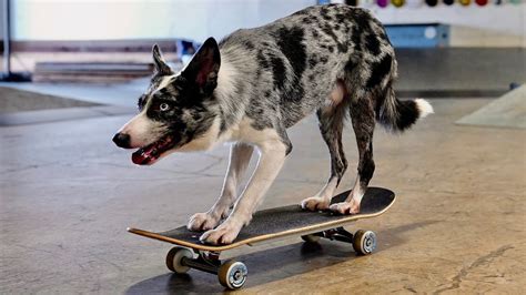 Skateboarding Dog Youtube