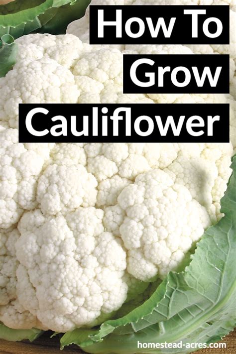 How To Grow Cauliflower For A Successful Harvest Growing Cauliflower
