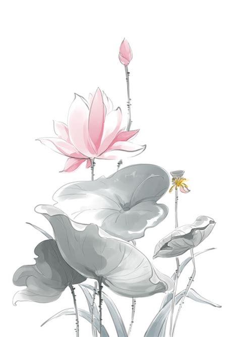 Water Lily On Behance By Yangyang Yu Water Lily Lily Water Lilies