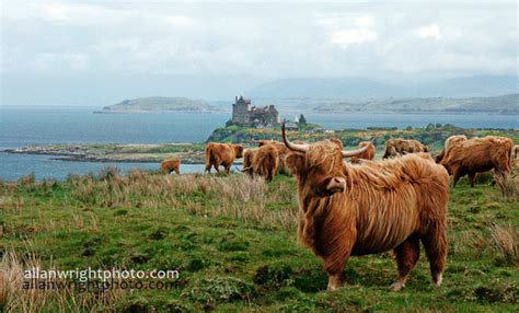 Allanwrightphoto Scotlands Islands Highland Cattle By Duart Castle Isle Of Mull