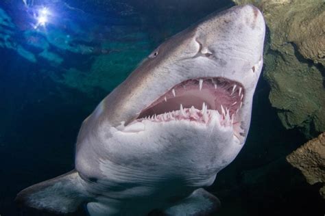 Sand Tiger Shark Animals Discover Blue Planet Aquarium