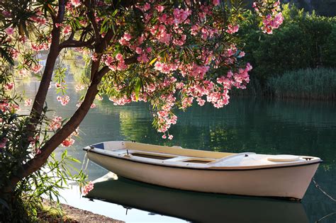 Boat On The River Loasis Floral Design