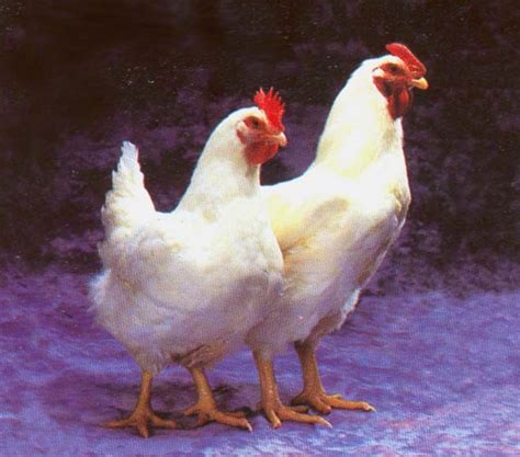 Duluan Mana Ayam Atau Telur Ini Jawabnya