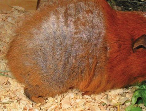 Skin Problem Solutions For Guinea Pigs Vet Times