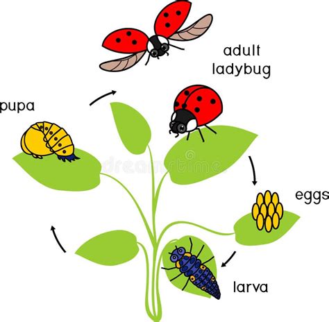 Life Cycle Of Ladybug Stages Of Development Of Ladybug From Egg To