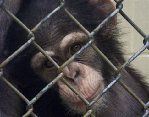 37 Chimpanzees Once Used For Research Are Still Locked Up In A Lab We