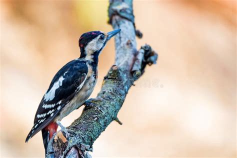 A Syrian Woodpecker Or Dendrocopos Syriacus Close Stock Image Image