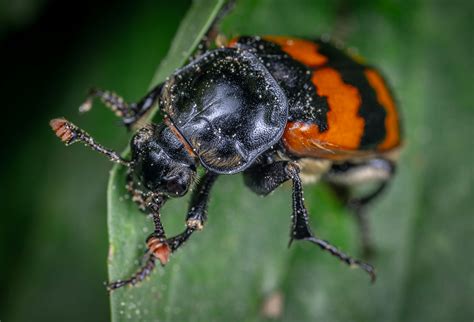 A Black And Orange Colored Beetle Ob A Leak · Free Stock Photo