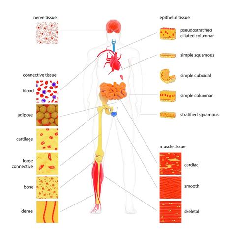 Human Body Tissue Types By Science Photo Library