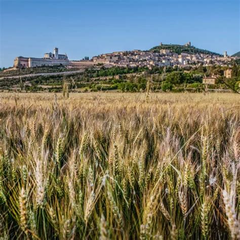 assisi in umbria things to do and tours