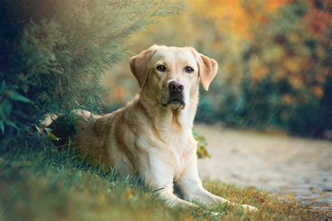 Hunting Dog Profile The Lovable Versatile Labrador Retriever Gearjunkie