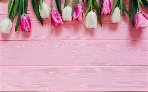 Tulipanes De Color Rosa Rosa De Madera Antecedentes Blanco