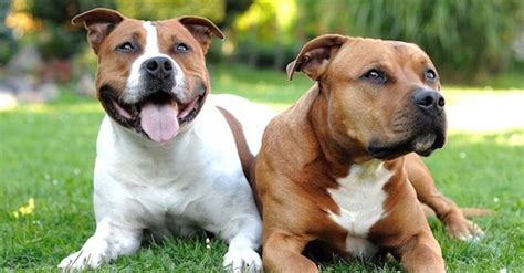 Pitbull Type Dogs Are 20 Of Dogs In The Us