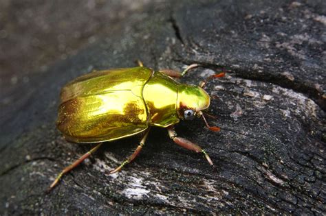 Top 10 Des Insectes à Découvrir Au Festival Des Insectes Aquarium Du