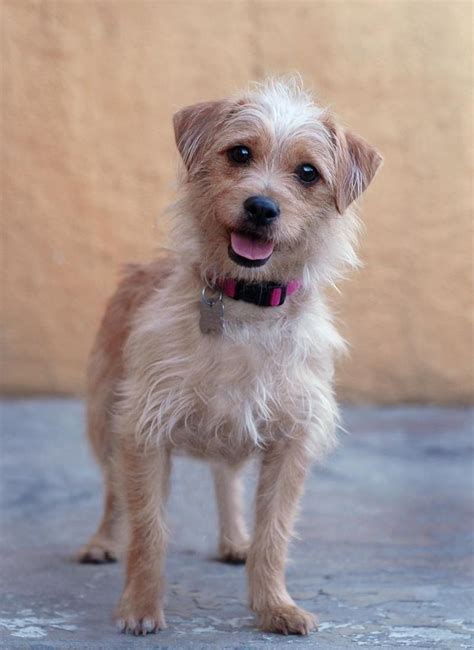 Adopt Annie On Petfinder Terrier Mix Dogs Scruffy Dogs Terrier Mix