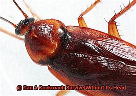 Can A Cockroach Survive Without Its Head All About Roaches