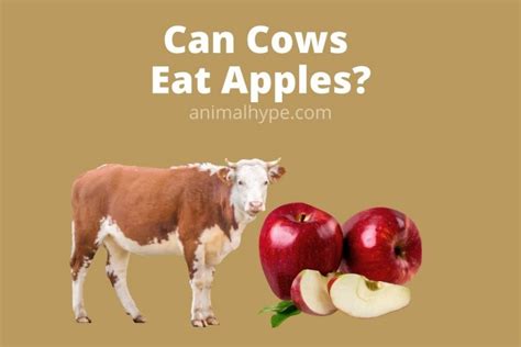 Can Cows Eat Apples Sweet Snacks For Cows Animal Hype