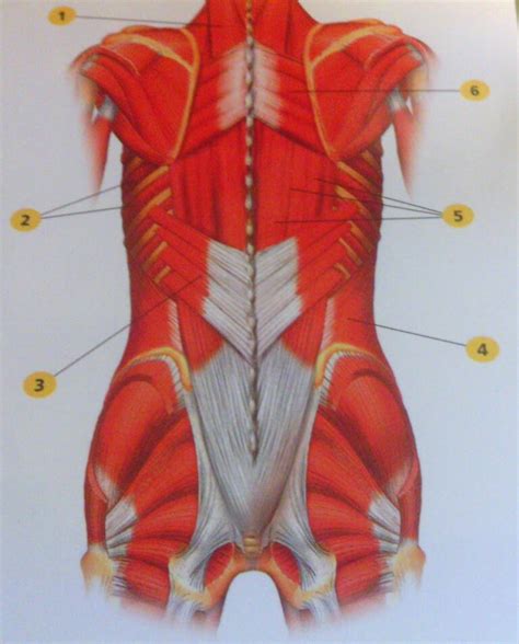 Tutorials and quizzes on the anatomy and actions of the back muscles (iliocostalis, longissimus, spinalis, multifidus, and quadratus lumborum), using interactive animations, diagrams, and illustrations. Body series 4: Intermediate Muscles of Back - Aaduri Healing Arts