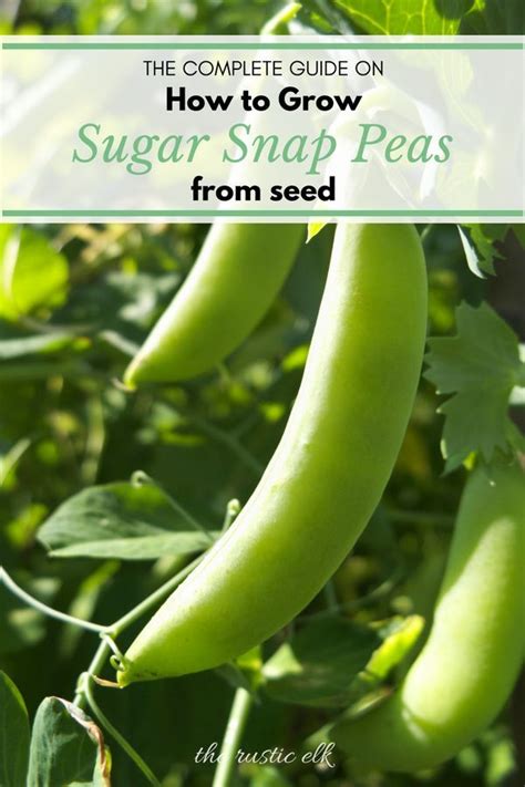 The Ultimate Guide To Growing Sugar Snap Peas From Seed Avec Images Petit Pois Pois