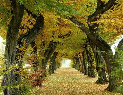 Herbstliche Allee Landschaftsbilder Landschaft Alte Bäume