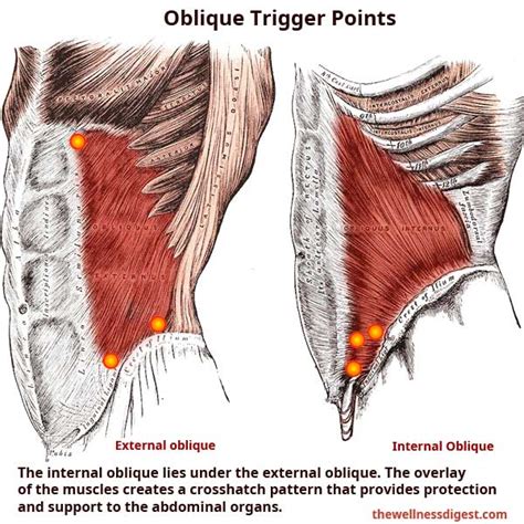 External Internal Oblique Muscles Abdomen Groin Testicular Pain