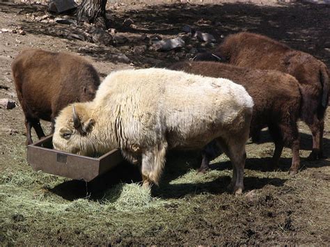 The Meaning Behind The Sacred White American Bison Modern Farmer
