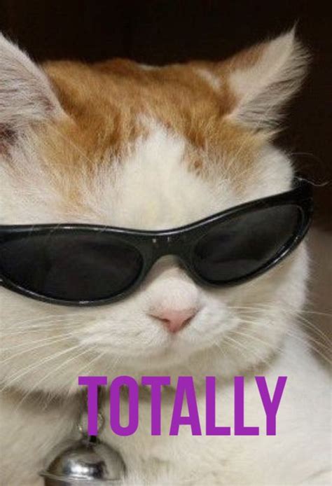 One Cool Cat Funny Cat Memes Cat Quotes Cats