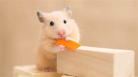 Hd Wallpaper Hamster Mammal Eat Cute Pet Rodent Whiskers One