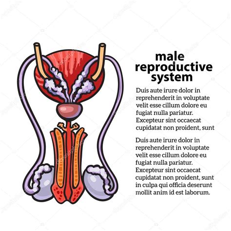Sistema Reproductor Masculino 2022