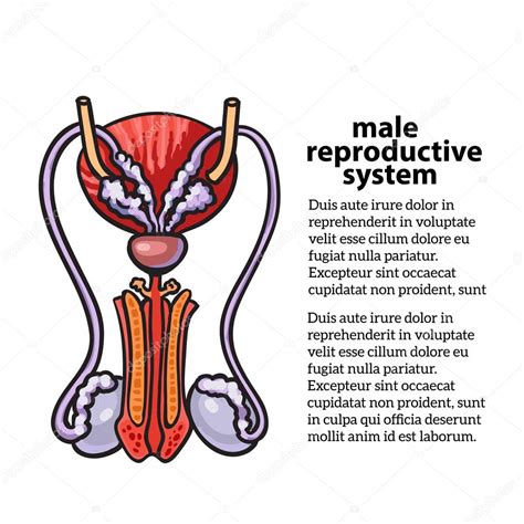 Sistema Reproductor Masculino Vector De Stock Por Sabelskaya