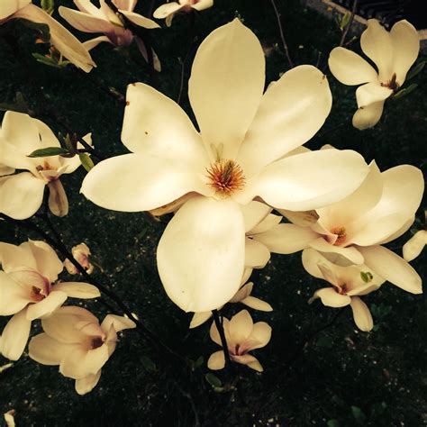 Free Images Nature Blossom White Leaf Flower Petal Spring