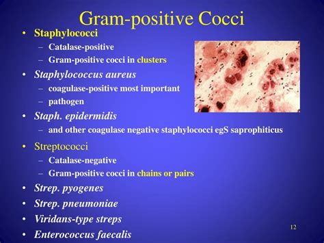 Anaerobic Gram Positive Cocci In Clusters