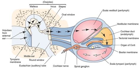 Path Taken By Sound Waves Reaching The Inner Ear Sound Travels From The