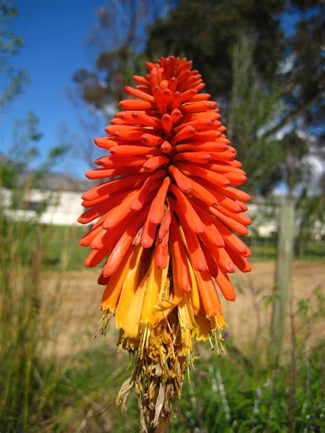 Free Photo South African Flower Beautiful Bright Decorative Free