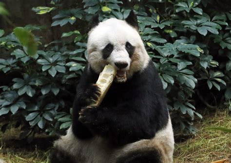 Jia Jia Worlds Oldest Ever Panda In Captivity Dies At 38 Orlando
