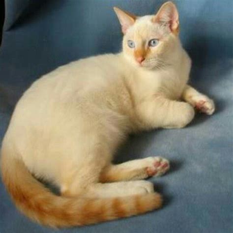 My First Love Was A Ginger A Flame Point Siamese Named Genghis Khan