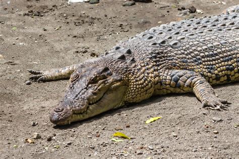 Photo Of Saltwater Crocodile Crocodylus Porosus Gembira Loka Zoo