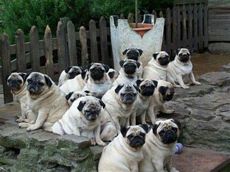 Guy buys lots of puppies after only wanting one. Lots of pugs! The more to love! | Pug obsessed, Pugs, Pets