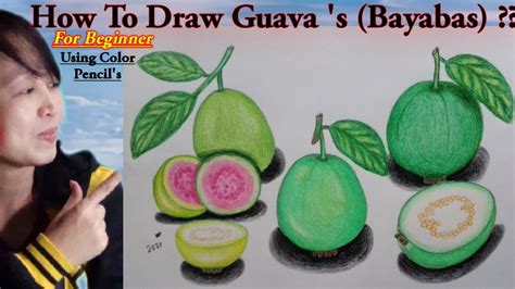 How To Draw Guava S Bayabas For Beginner Using Color Pencils