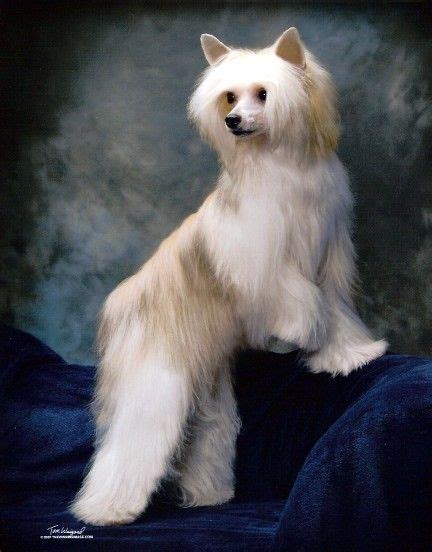 Powderpuff Chinese Crested With Images Chinese Crested Chinese