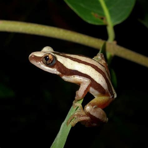 De Wittes Spiny Reed Frog Afrixalus Wittei · Inaturalist Canada