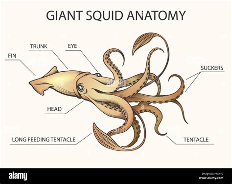 Squid Anatomy Colorful Illustration Squid Body Parts Drawn In Retro
