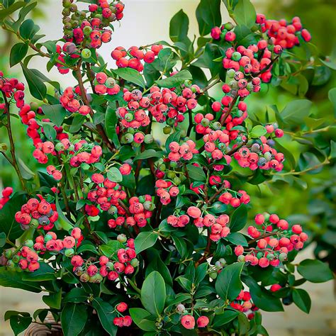 Pink Lemonade Blueberry Bushes For Sale The Tree Center