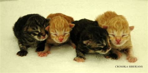 New Litters Of Hypo Allergenic Kittens Croshka Siberians