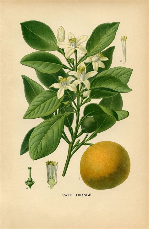 8 Tropical Fruit Images Botanical Drawings Fruit Art Print Vintage