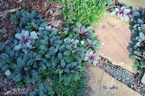 Evergreen Groundcover Plants 20 Choices For Year Round Interest