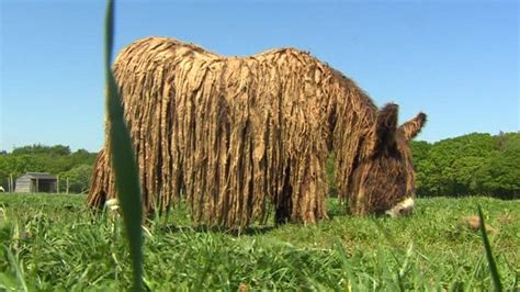 Check spelling or type a new query. Shaggy Baudet du Poitou donkeys get haircut - BBC News